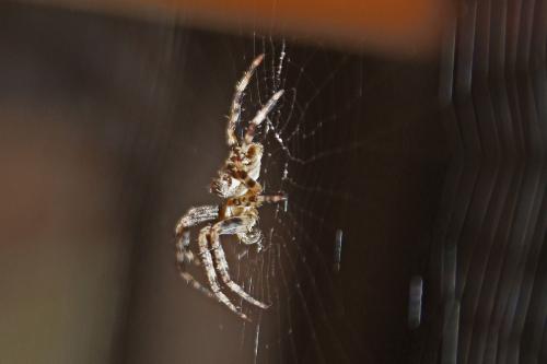 Araneus diadematus